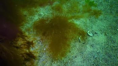 侵入性的<strong>物种入侵</strong>者黑色的海德斯马雷斯蒂亚维里迪斯<strong>物种</strong>棕色（的）藻类发现在世界范围内铈浒苔多音